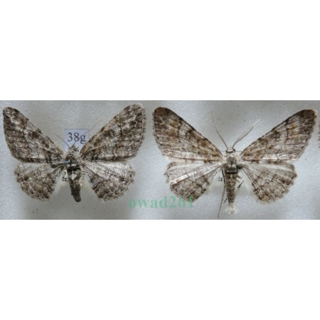 Cleora cinctaria (Denis & Schiffermüller, 1775) pair Przylepek wrzosak Czech38g